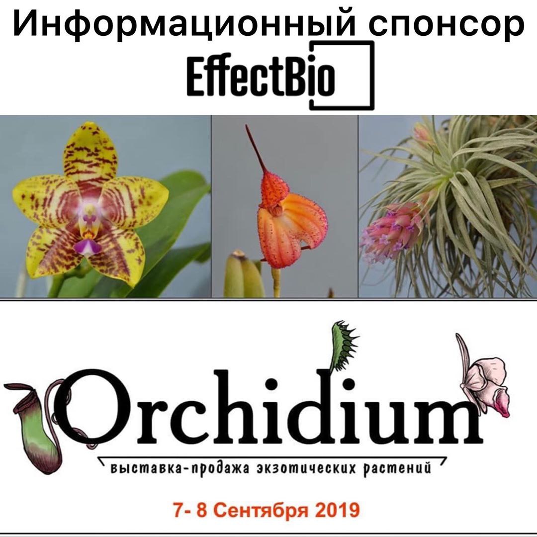 Выставка продажа орхидей Орхидиум, orchidium, спонсор грунт для орхидей, эффектбио, Ультра Эффект+ субстрат, гидротон и пеностекло 